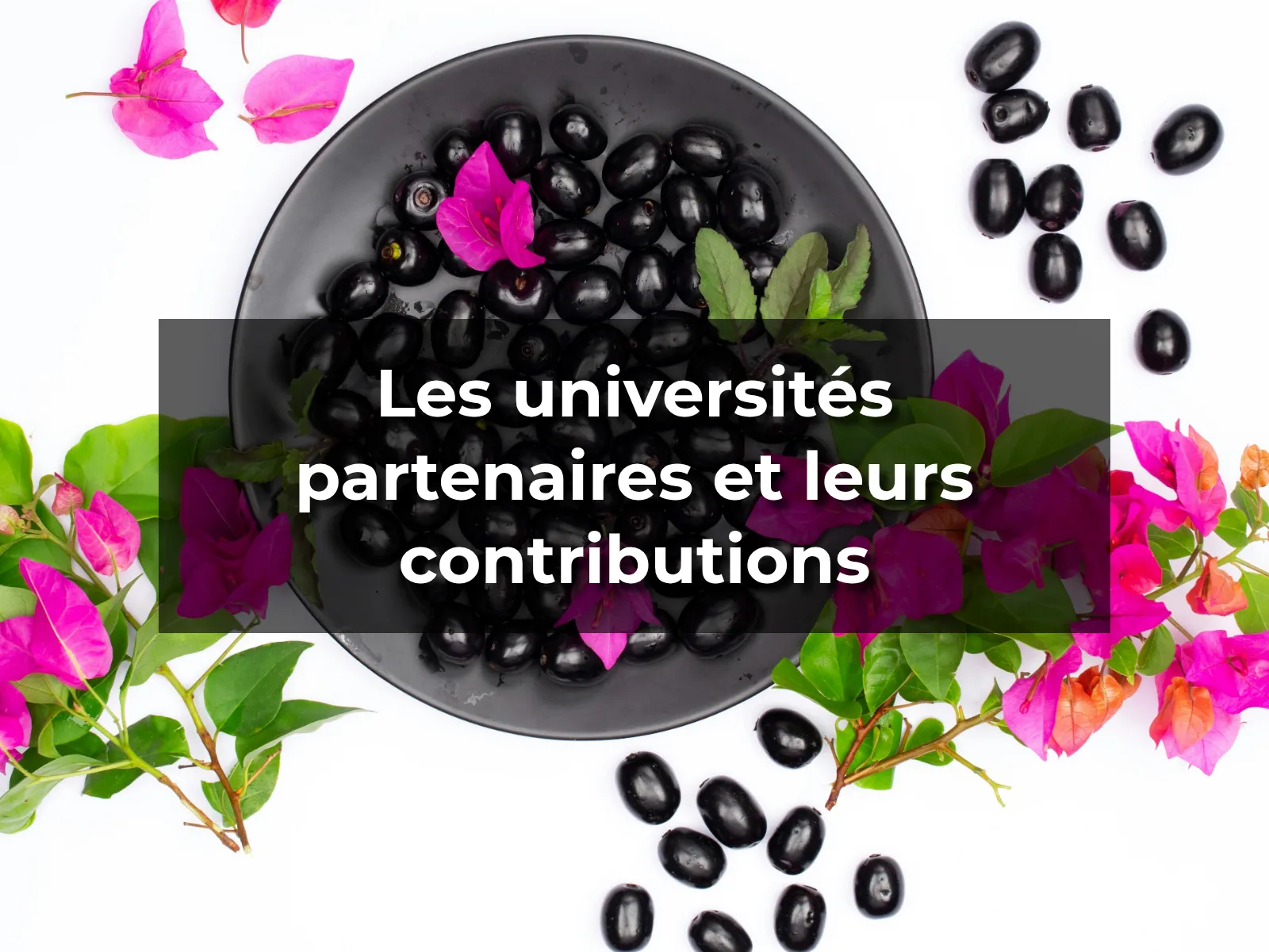 Les universités partenaires et leurs contributions