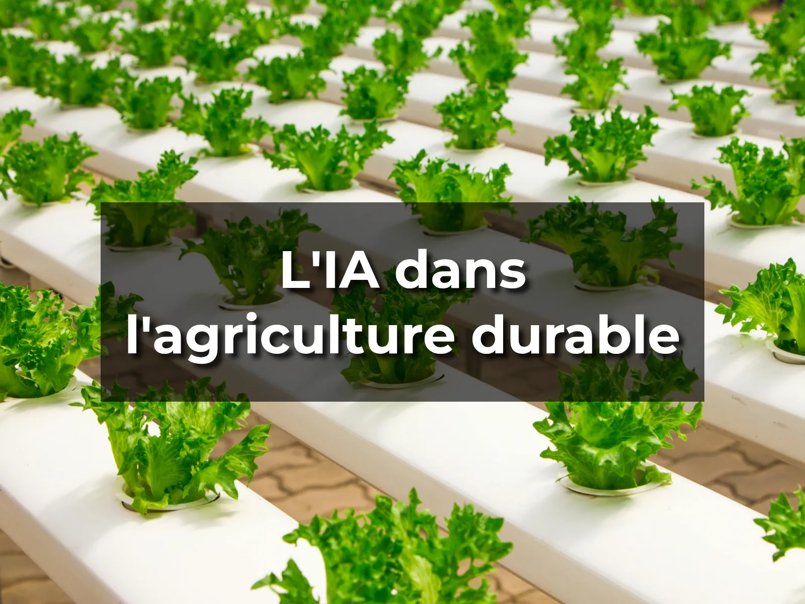 L'IA dans l'agriculture durable